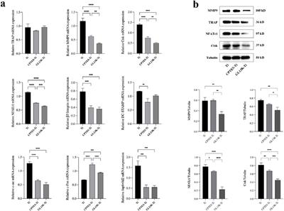 Antimicrobial peptide GL13K-Modified titanium in the epigenetic regulation of osteoclast differentiation via H3K27me3